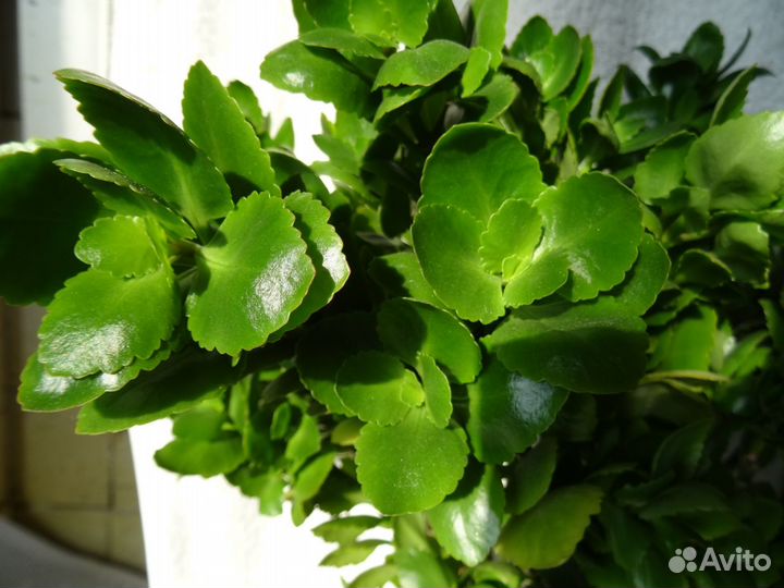 Комнатные растения цветущие