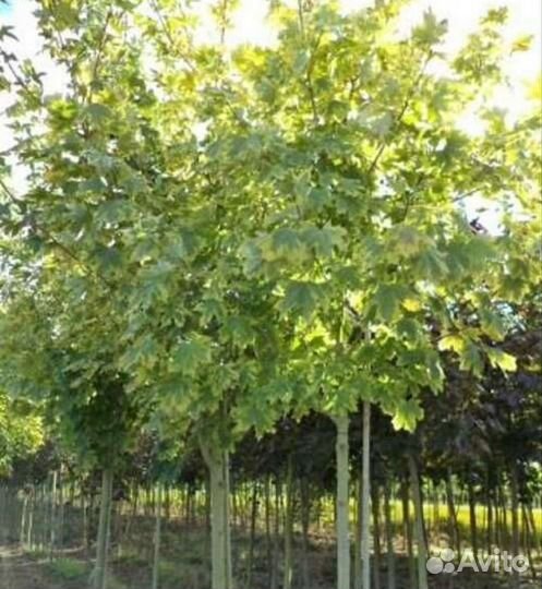 Клен друммонди