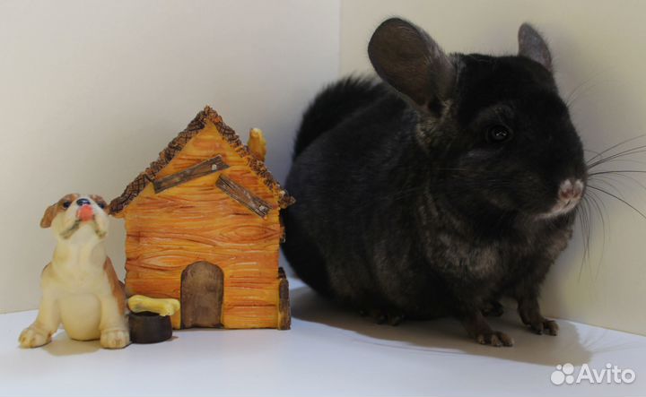 Шиншилла девочка Экстра дарк (темный)