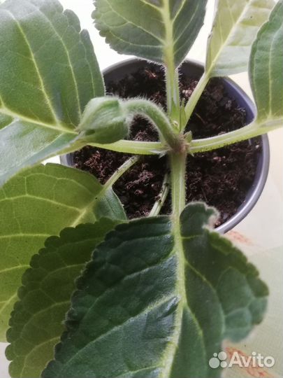 Глоксиния, стрептокарпус