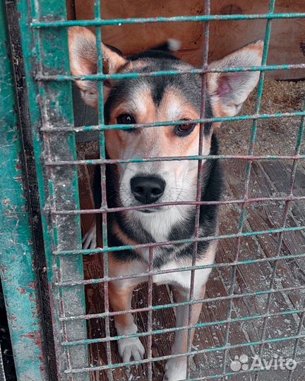 Подарите дом трогательному Патрику