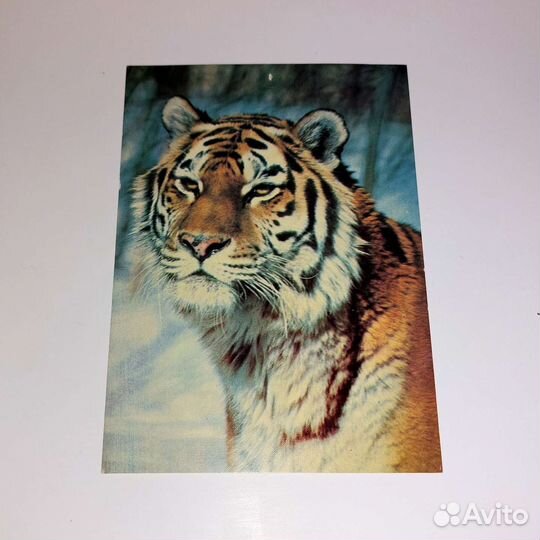 Открытка Тигр СССР