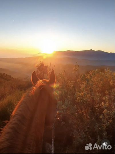 Конные прогулки