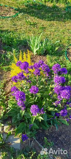 Колокольчик галактика