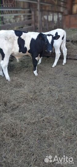 Телята бычки