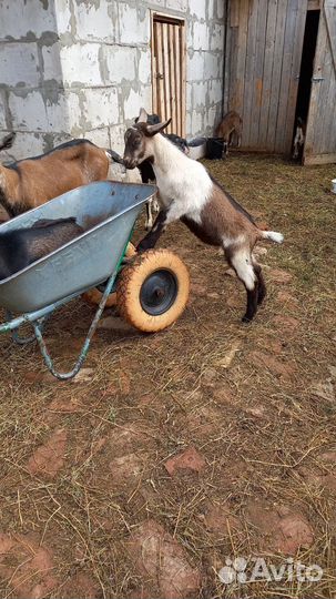 Альпийские козы