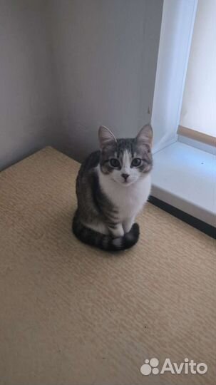 Кошка в дар