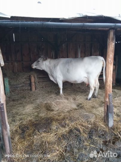 Корова дойная