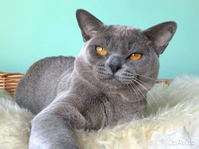 Бурма вязка