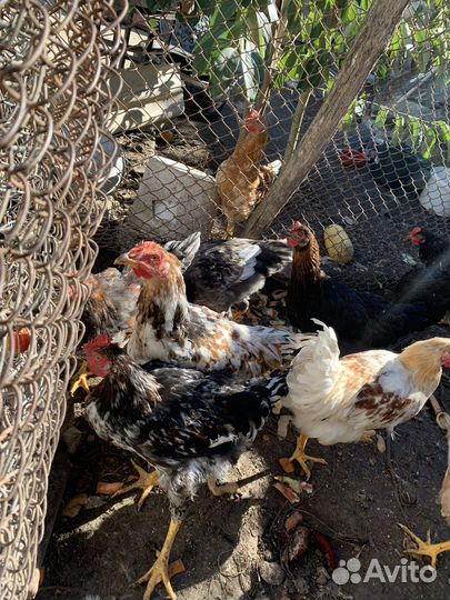 Молодые петухи