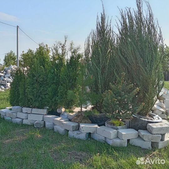 Туи можжевельники