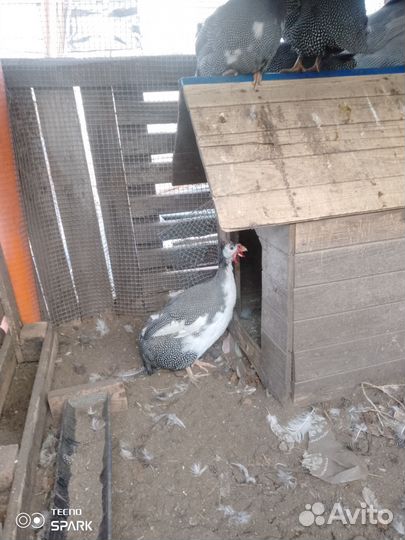 Цесарки птица