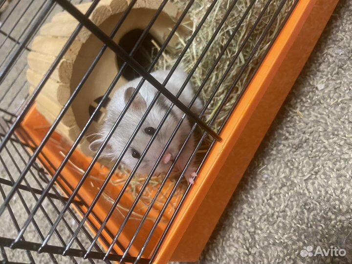 Отдам хомяка с клеткой