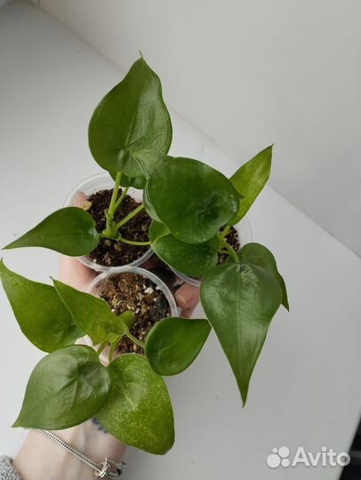 Алоказии гагеана вар, кукулата минт