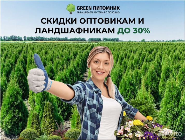 Туи в ассртименте:Смарагд,Брабант,Колумна