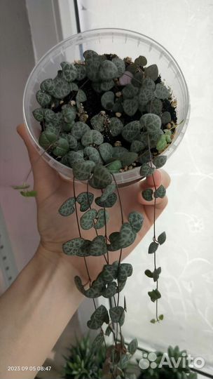 Церопегия вуда вариегатная