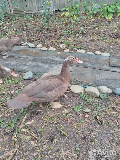 Мускусные утки