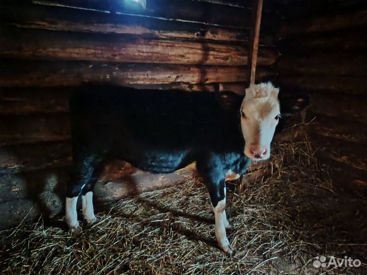 Продажа телушки на племя