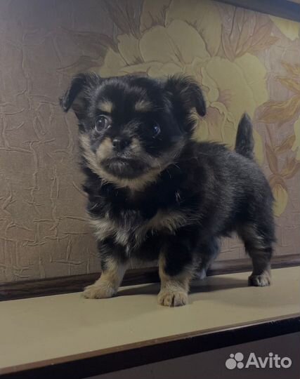 Щенки чихуахуа мини