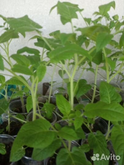 Рассада помидор, перец,капуста