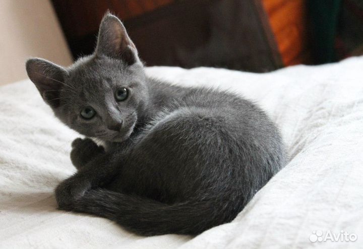 Туман -Котенок -полукровка с русской голубой-2 мес