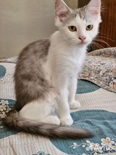 Два очень милых котёнка хорошим людям