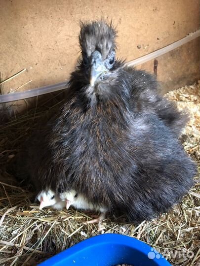 Кура-наседка и цыплята подрощенные