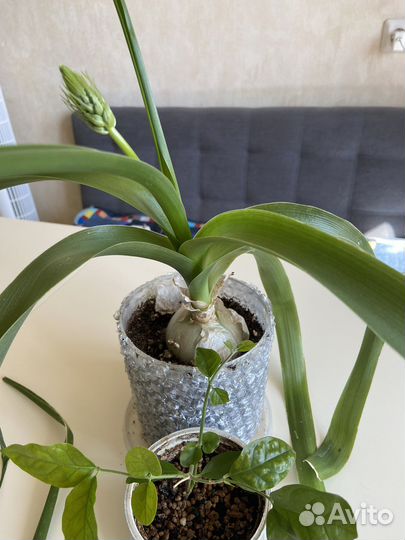 Индийский лук