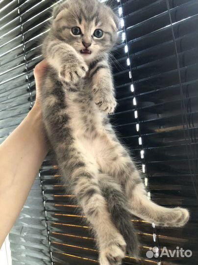 Шотландская