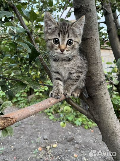 Кошки в добрые руки