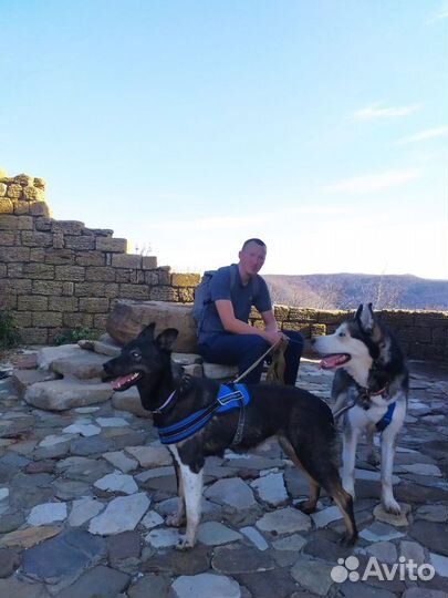 Собака в добрые руки