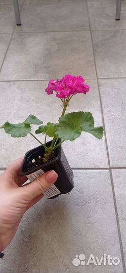 Пеларгония герань Bold Minstrel