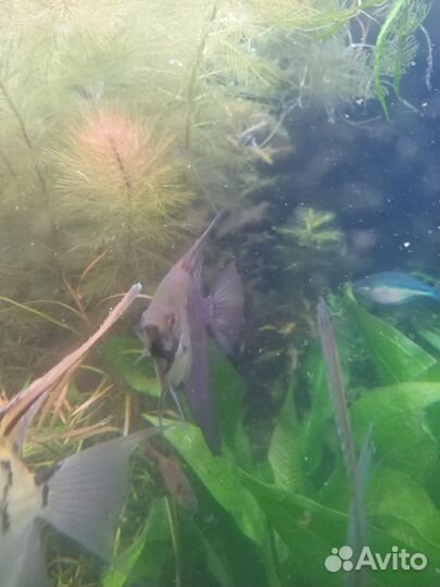 Аквариумные рыбки