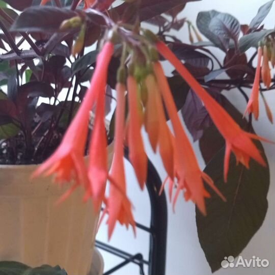 Детки фиалок и фуксии