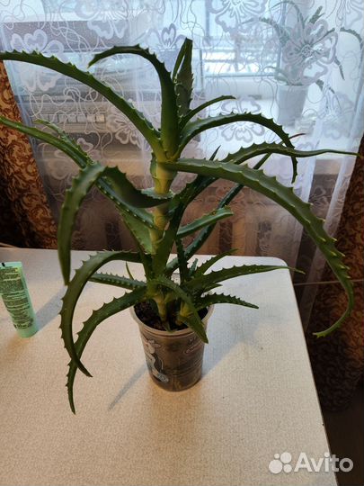 Алоэ столетник