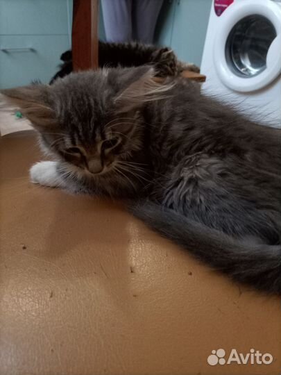 Котята в добрые руки девочки