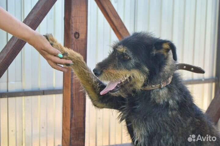 Роза в добрые руки