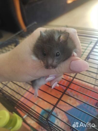 Ангорские сирийские хомячки