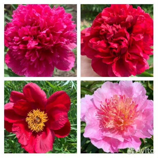 Пионы сортовые