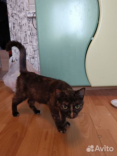 Отдам кошку к лотку приучена бесплатно