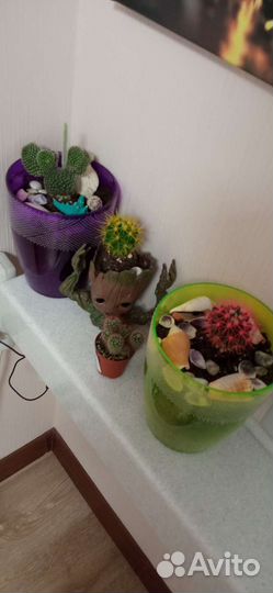 4 кактуса +горшки и кашпо- грут