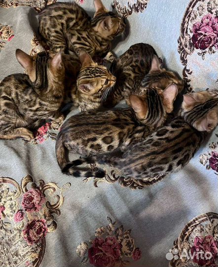 Бенгальские котята