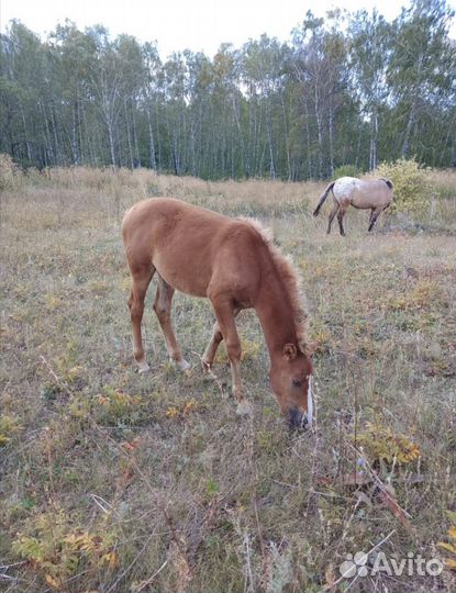 Продается жеребец