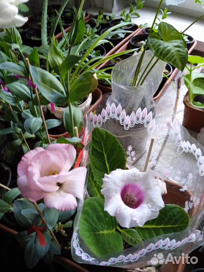 Эустома 100р