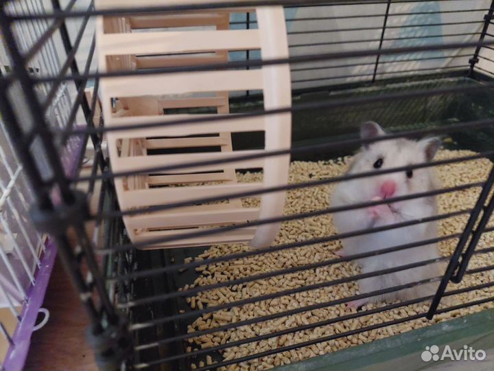 Клетка для грызунов +сирийские хомяки