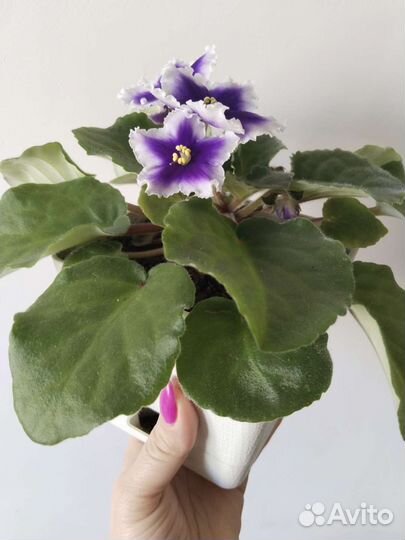 Цветущая фиалка