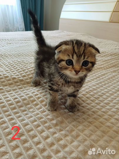 Шотландские