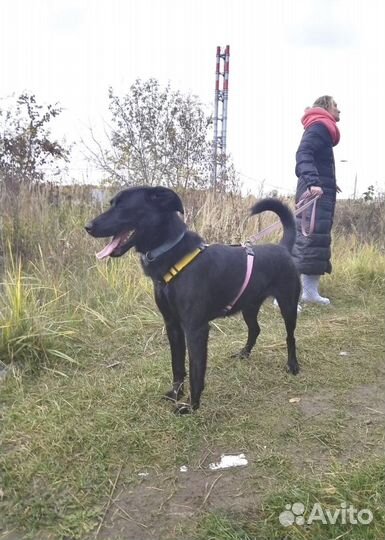 Веселый Бим из приюта ищет дом