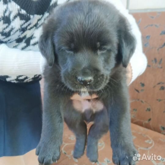 Щенки лабрадора