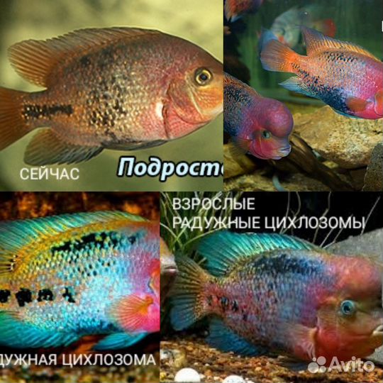 Красивые цихлиды и мирные рыбки